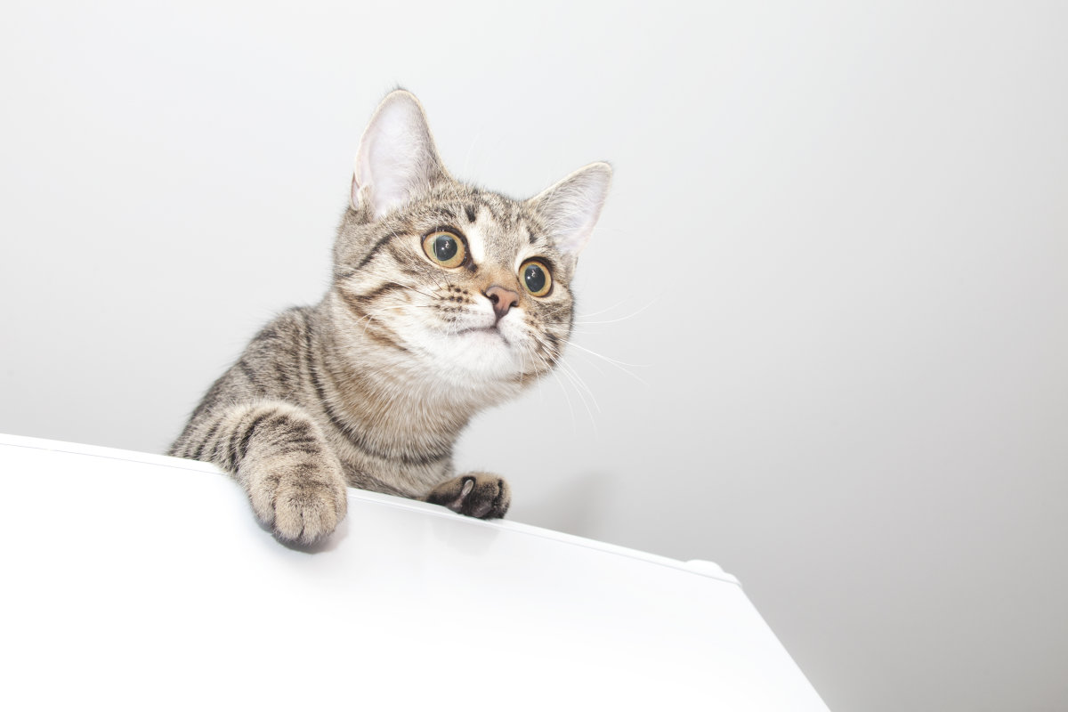 猫咪突然没精神总睡觉