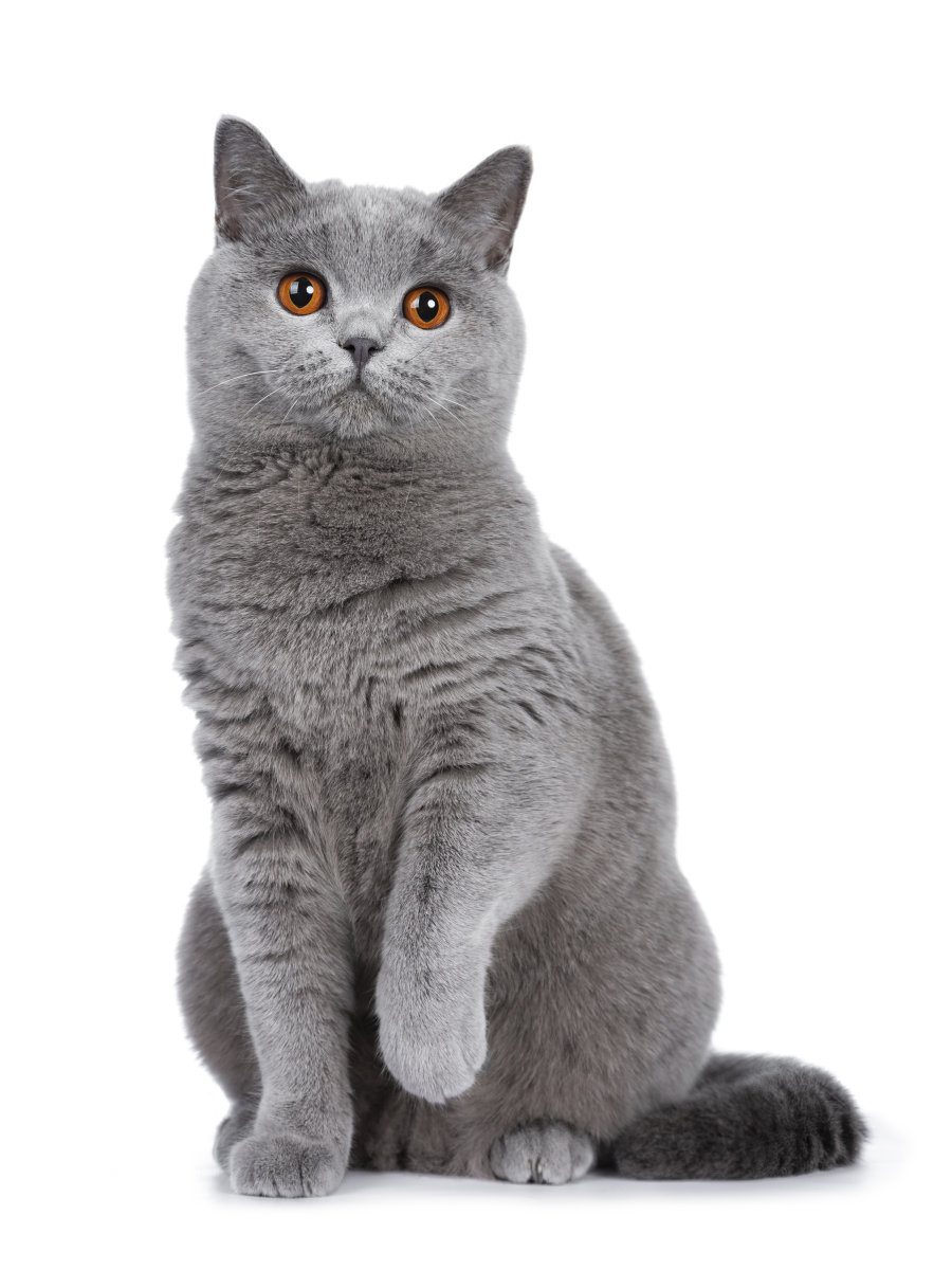怎么给猫剪指甲